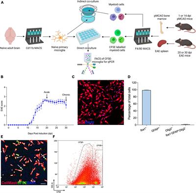 Peripherally derived myeloid cells induce disease-dependent phenotypic changes in microglia